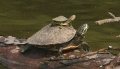 piggyback_turtles.jpg